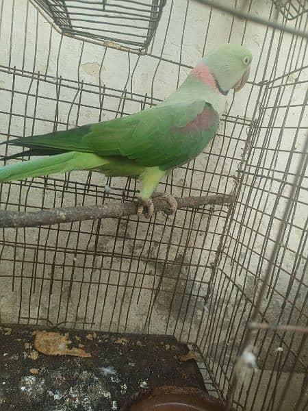 Pahari parrot male for sale in Bwp 1