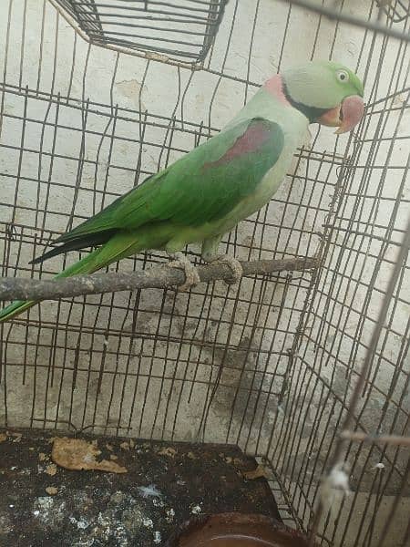 Pahari parrot male for sale in Bwp 2