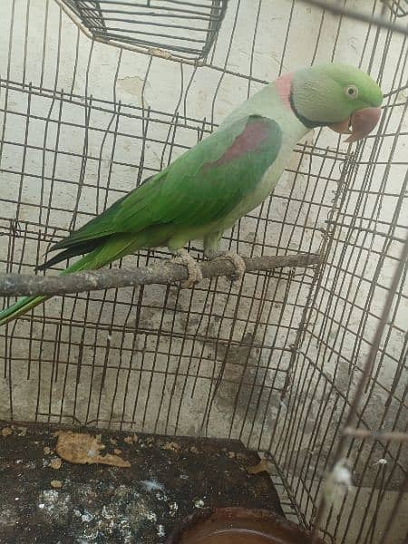 Pahari parrot male for sale in Bwp 3