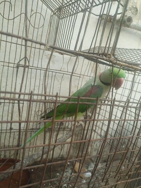 Pahari parrot male for sale in Bwp 4