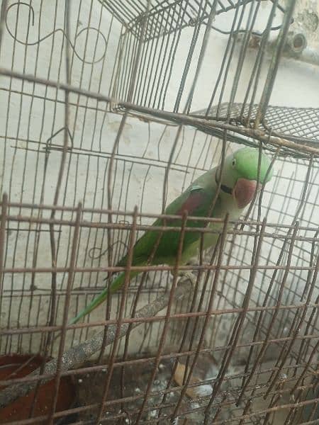 Pahari parrot male for sale in Bwp 5