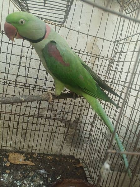 Pahari parrot male for sale in Bwp 6