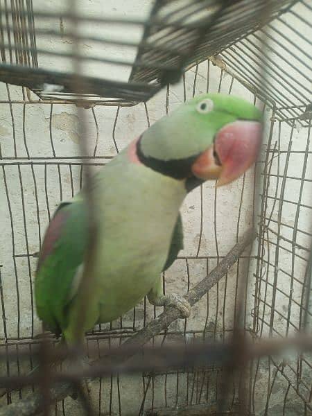 Pahari parrot male for sale in Bwp 7