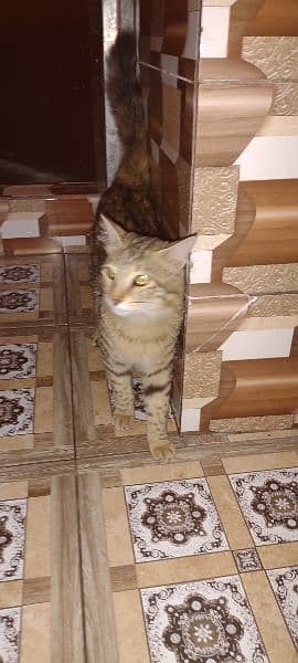 semi Persian cat male Hy quality 1