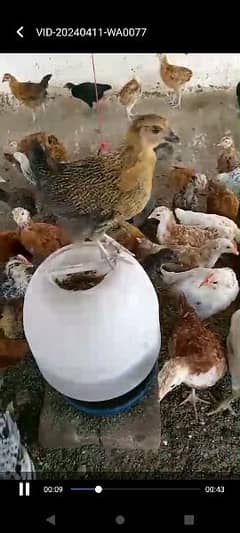 Golden Misri | Chicks | chiks | Hens | Murgiya