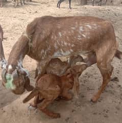 Goats with babies | Bakri or bachy for sale | Milk Goat | makhi cheeni