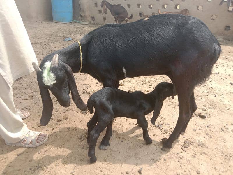 Goats with babies | Bakri or bachy for sale | Milk Goat | makhi cheeni 1