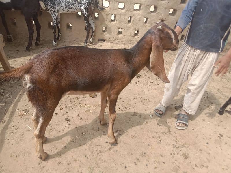 Goats with babies | Bakri or bachy for sale | Milk Goat | makhi cheeni 3