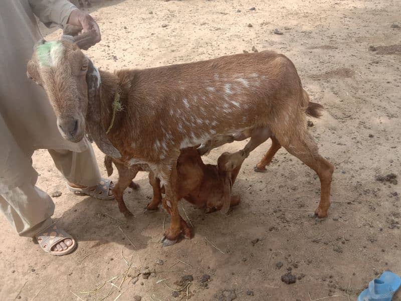 Goats with babies | Bakri or bachy for sale | Milk Goat | makhi cheeni 4