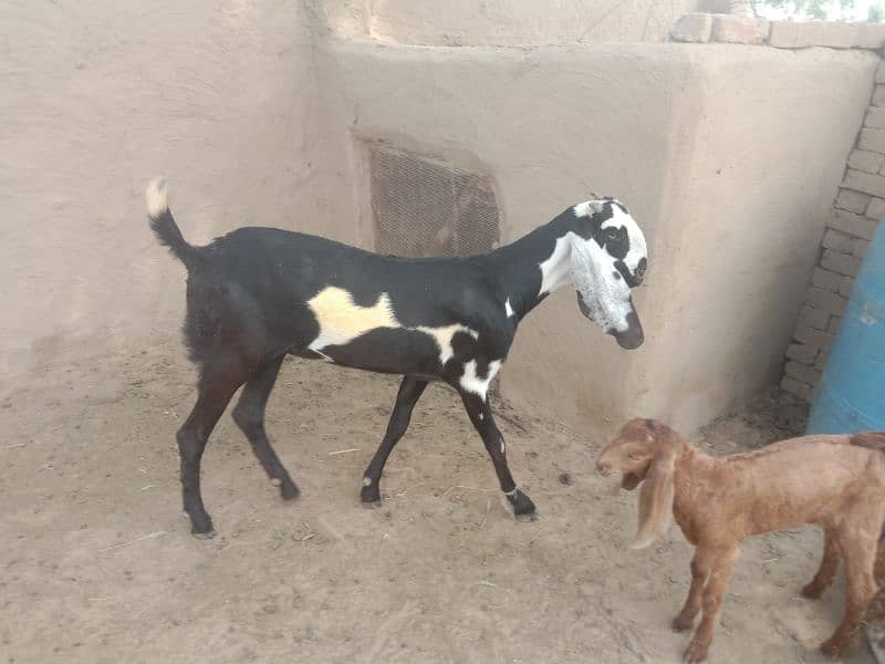 Goats with babies | Bakri or bachy for sale | Milk Goat | makhi cheeni 6