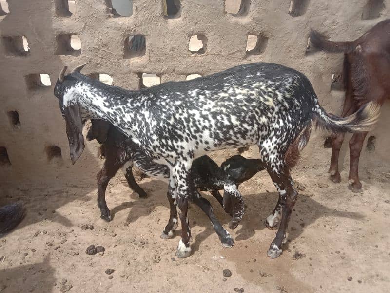Goats with babies | Bakri or bachy for sale | Milk Goat | makhi cheeni 7