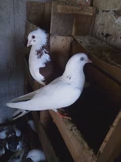 Urgent pigeons sale