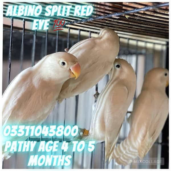 Love Bird Breeder pairs parrots complete setup cage and boxes 3