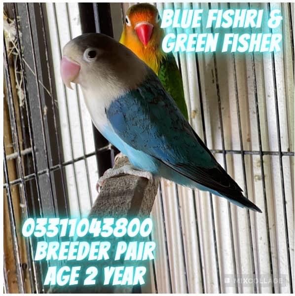 Love Bird Breeder pairs parrots complete setup cage and boxes 6