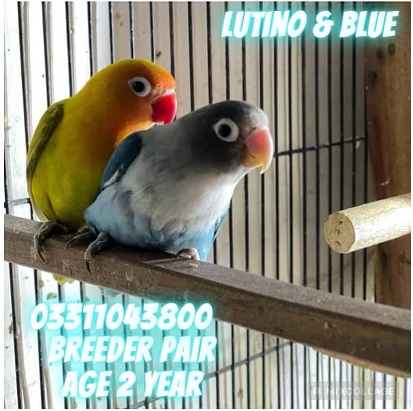 Love Bird Breeder pairs parrots complete setup cage and boxes 8