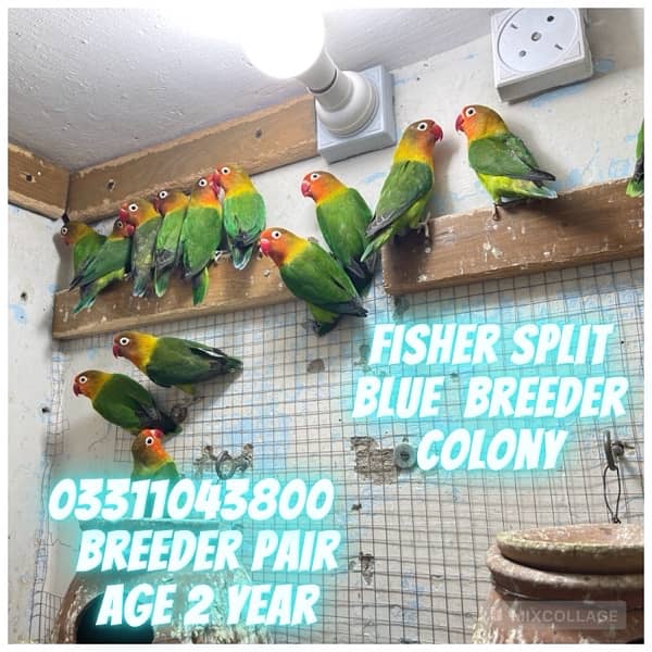 Love Bird Breeder pairs parrots complete setup cage and boxes 10