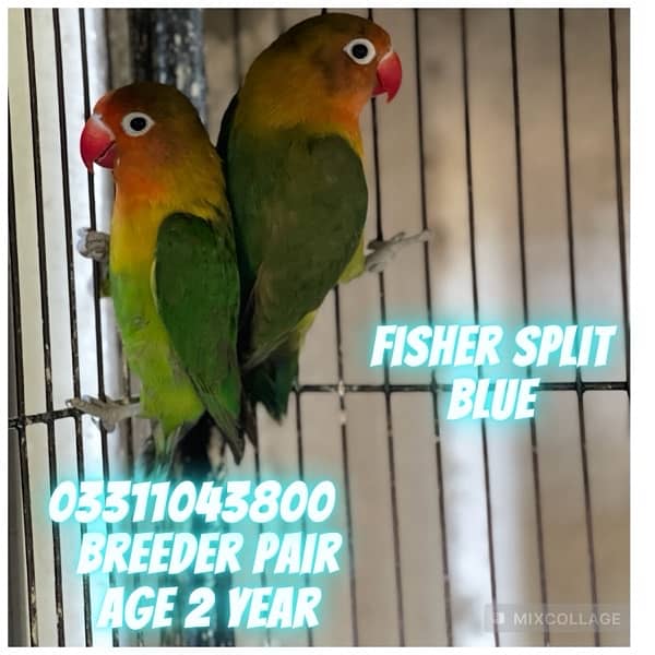 Love Bird Breeder pairs parrots complete setup cage and boxes 11