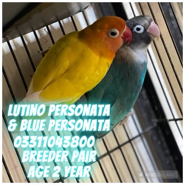 Love Bird Breeder pairs parrots complete setup cage and boxes 13