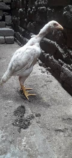 aseel chiks age 4 months.  pure white