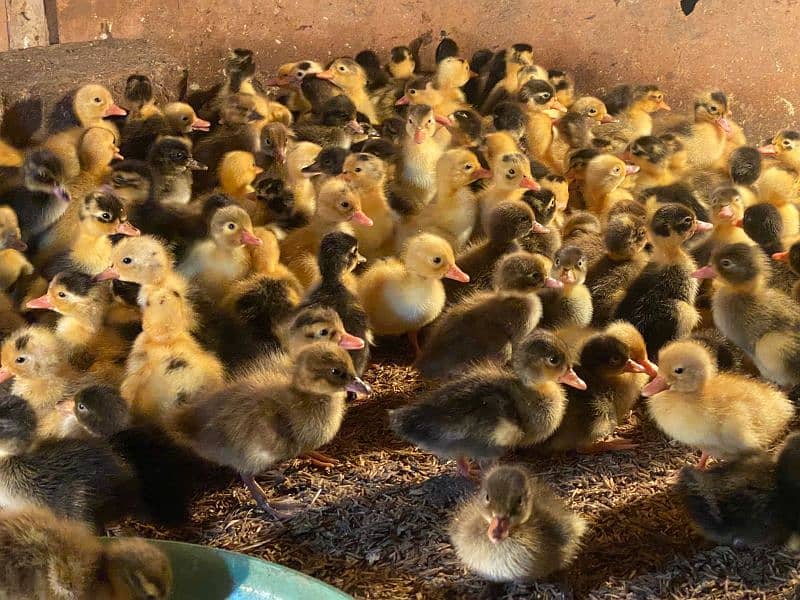 Rir chicks and austorlop chicks and Golden misri chicks & Duck 3