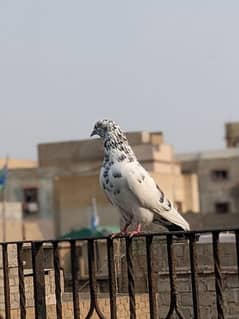 kablii pigeon