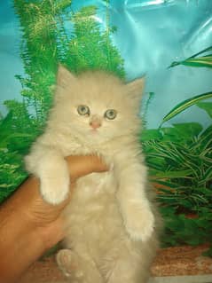 Persian female kitten 0