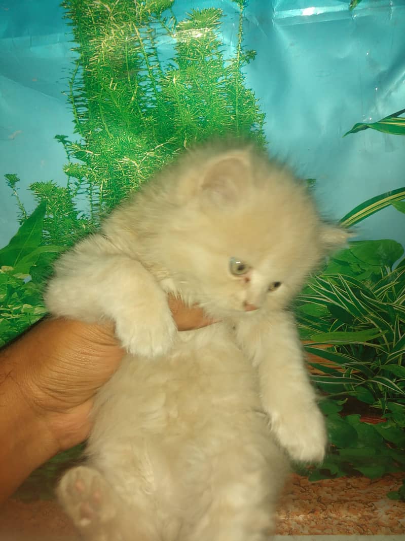 Persian female kitten 2