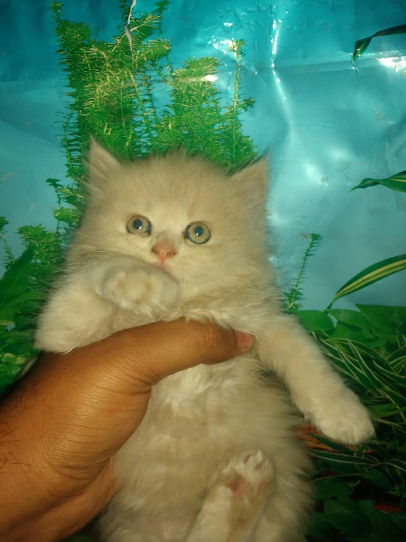 Persian female kitten 3