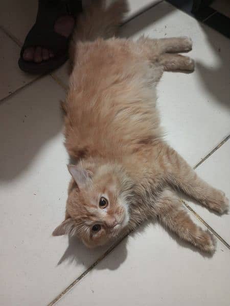 Persian Cat Male 2
