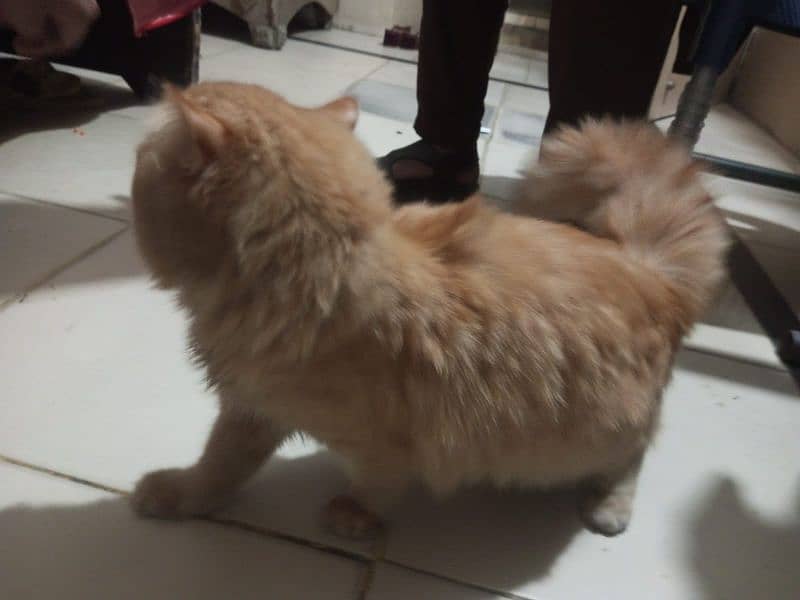 Persian Cat Male 3