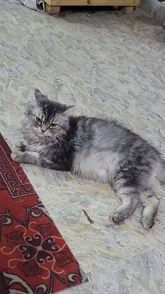 persian double coated 1
