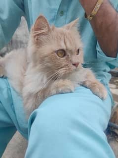 Persian cate
