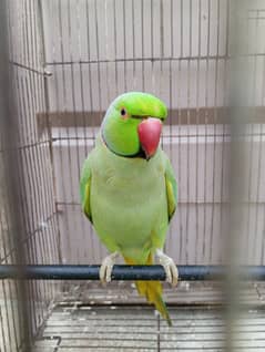 Pair of Green Parrots for Sale