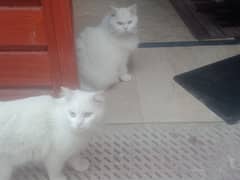white perisan cat pair