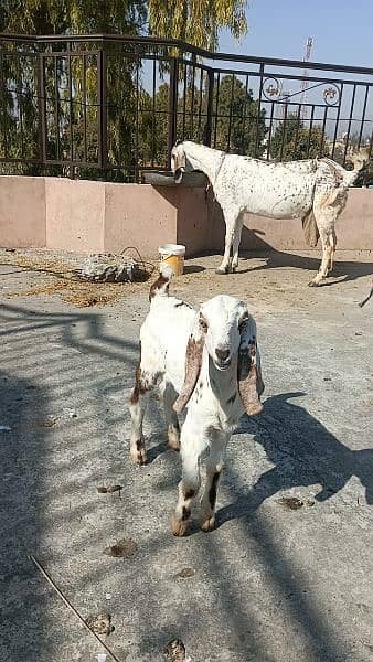Goat 1 month cross with 3 month Female baby, 1