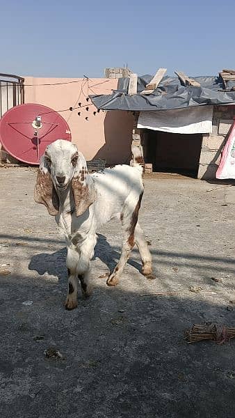 Goat 1 month cross with 3 month Female baby, 2