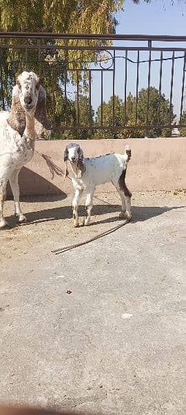Goat 10 days cross with 2.5 month Female baby, 9