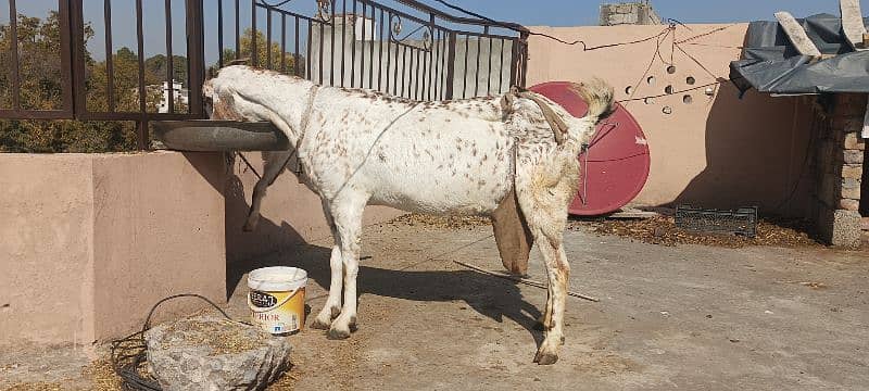 Goat 1 month cross with 3 month Female baby, 10