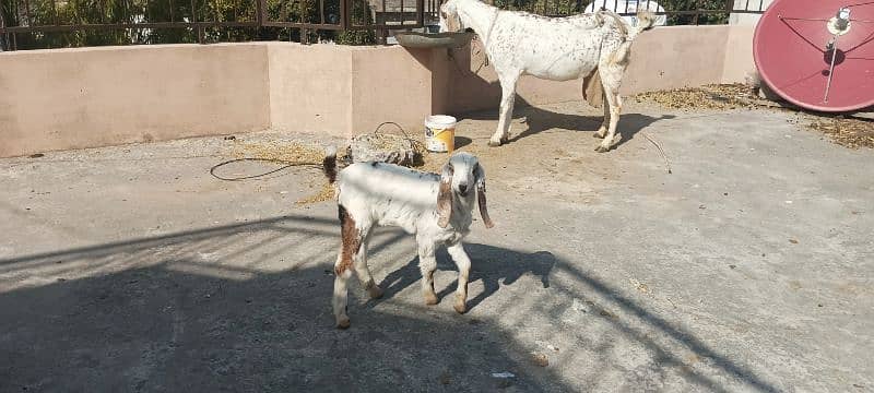 Goat 1 month cross with 3 month Female baby, 11