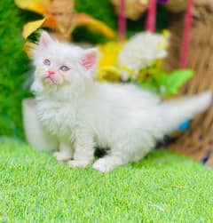 persian   beautiful   female kitten