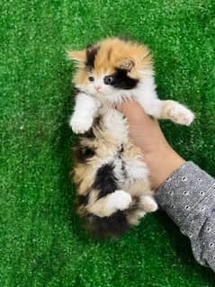 calico female Persian kitten for sale(03035935312)