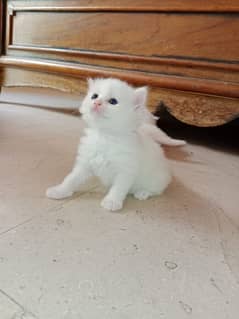 persian kitten for Sale