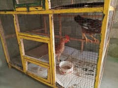 Cage / Pinjra ground + 1 storey for hens birds