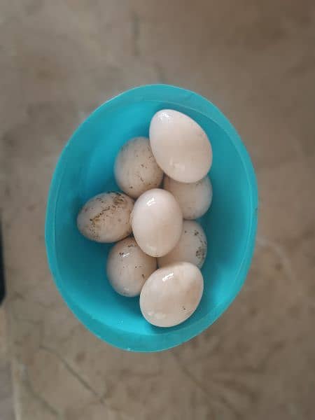ducks eggs 2