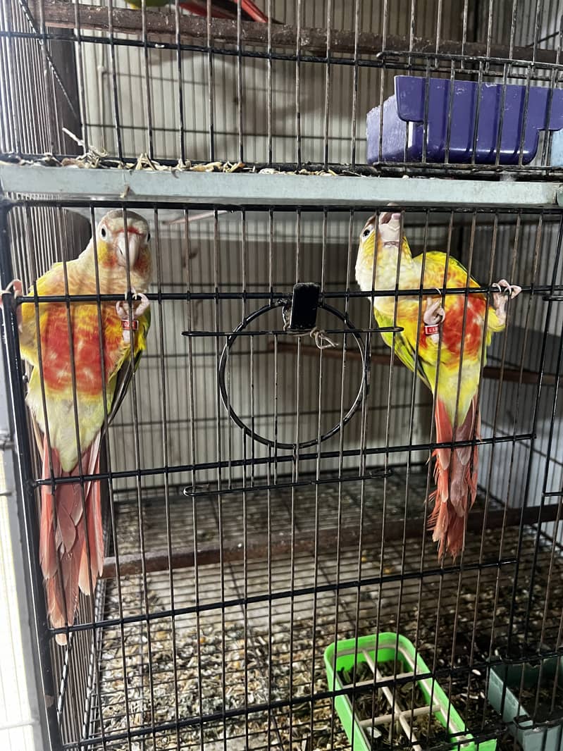 Pineapple Conure & Green Cheek Conure Breeder Pairs for sale 1