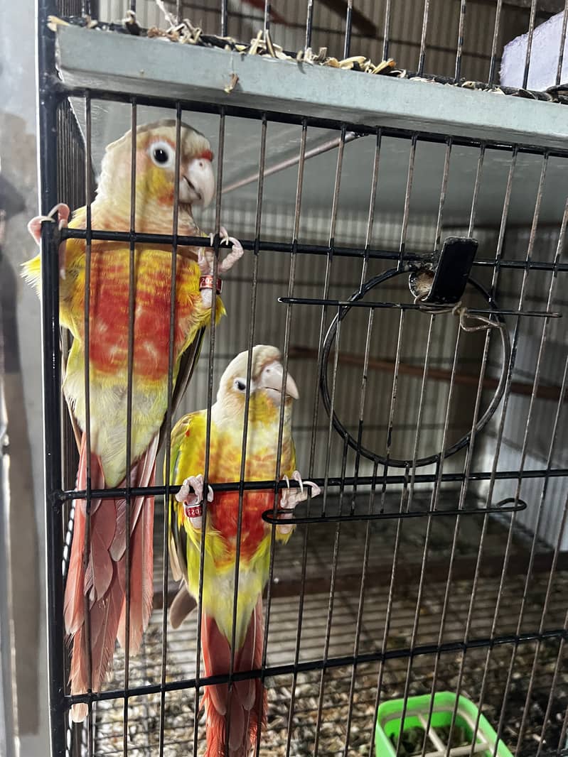Pineapple Conure & Green Cheek Conure Breeder Pairs for sale 0