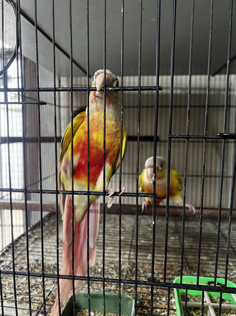Pineapple Conure & Green Cheek Conure Breeder Pairs for sale 3