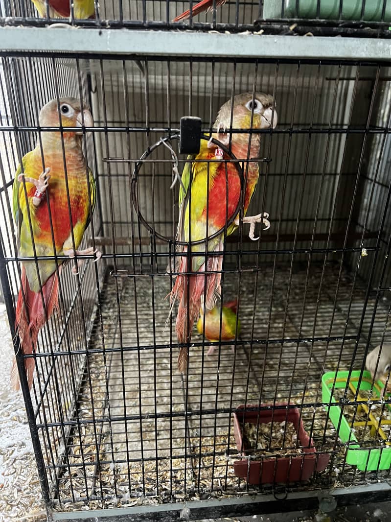 Pineapple Conure & Green Cheek Conure Breeder Pairs for sale 4