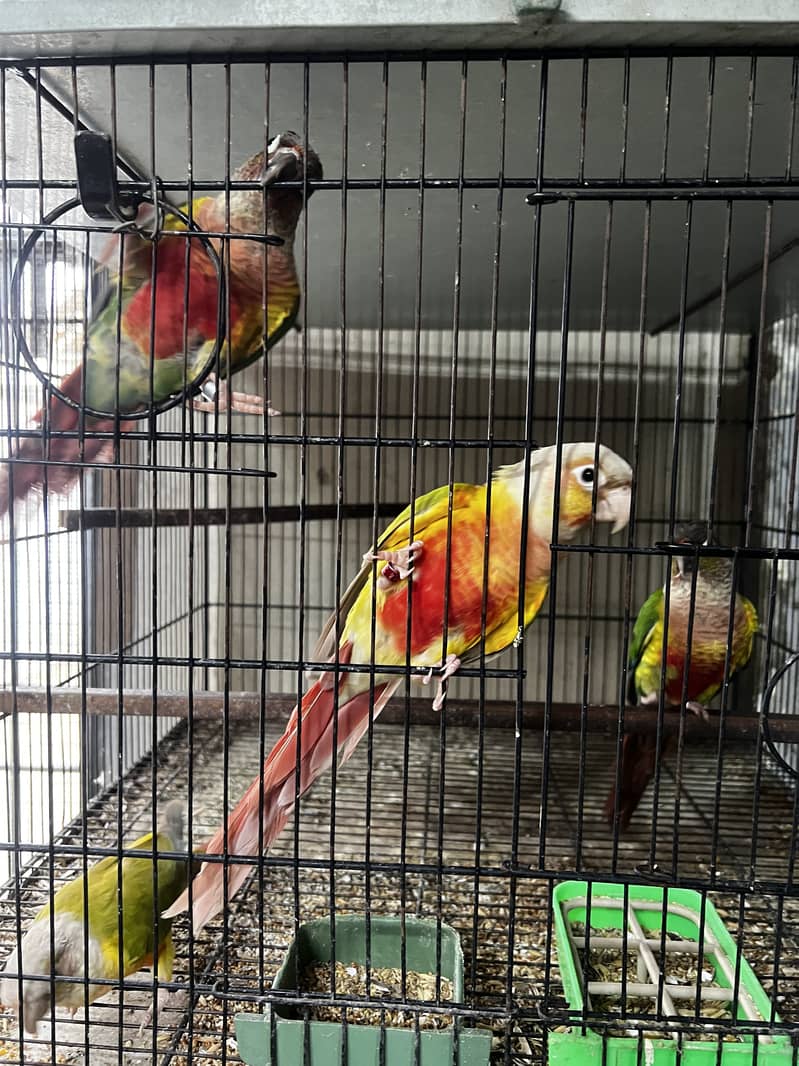Pineapple Conure & Green Cheek Conure Breeder Pairs for sale 16