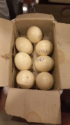 Ostrich fresh fertile eggs for Sale 0